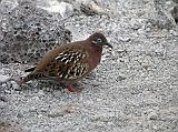 Galapagos 7-1-03 Genovesa Prince Philips Steps Galapagos Dove The endemic Galapagos dove is reddish brown with black and white markings, touches of incandescent green, red feet and a bright blue eye ring. Its bill is curved downward, larger and more curved than most other doves.